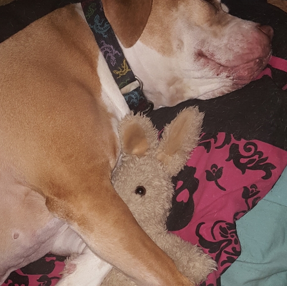 🙏🏻 !PLEASE SHARE🙏🏻 Poshing For Rescue Dogs 🐕 - Picture 11 of 11